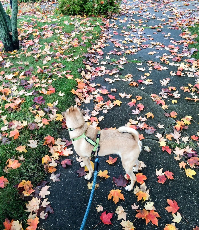 Charlie walking