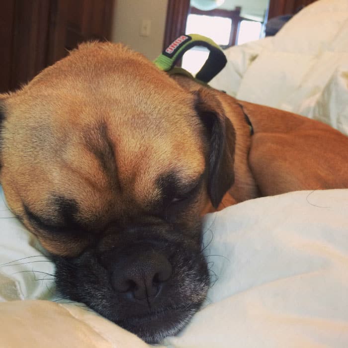 Charlie naps