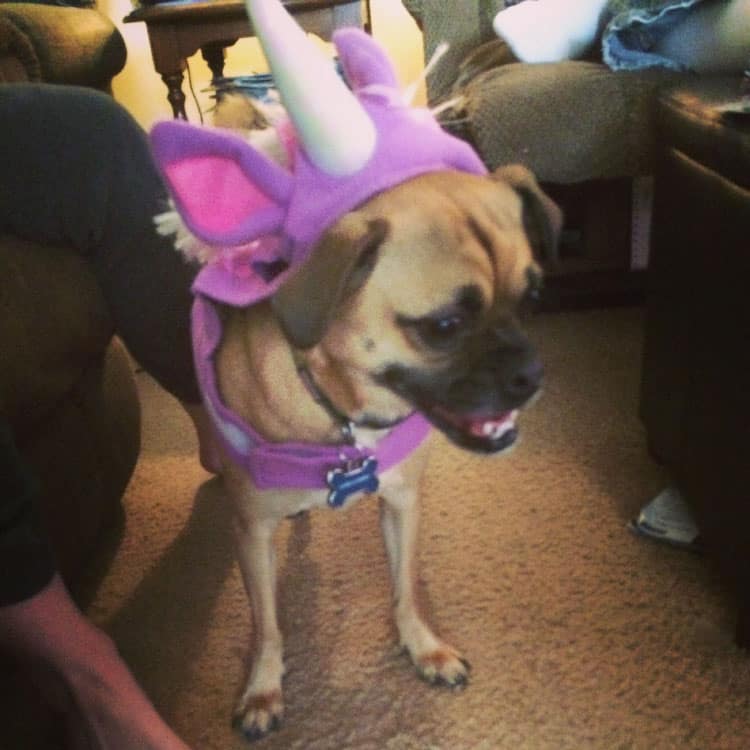 Charlie the Unicorn