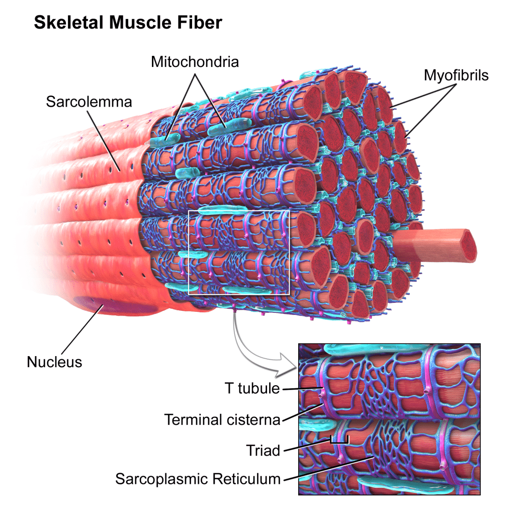 Skeletal Muscle Fibers | Image Courtesy of Wikipedia