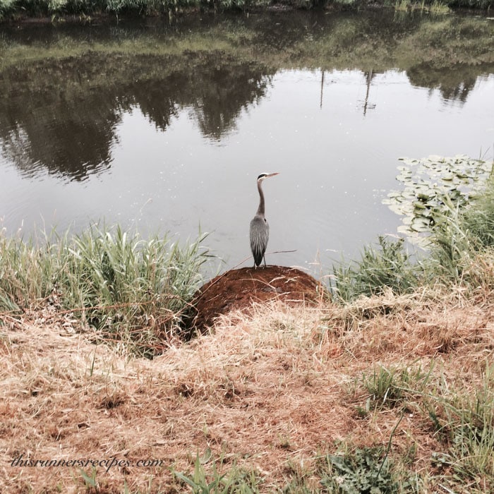 Wildlife on a Run