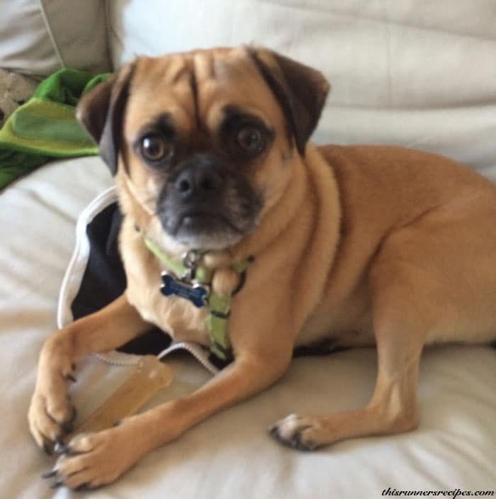 Charlie the puggle