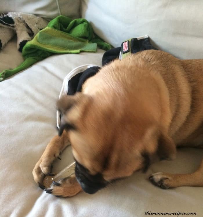 Charlie the puggle
