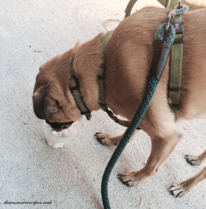 Puggle eating ice cream