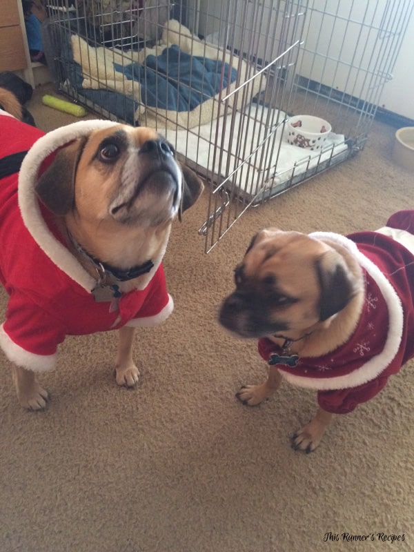Puggle Christmas