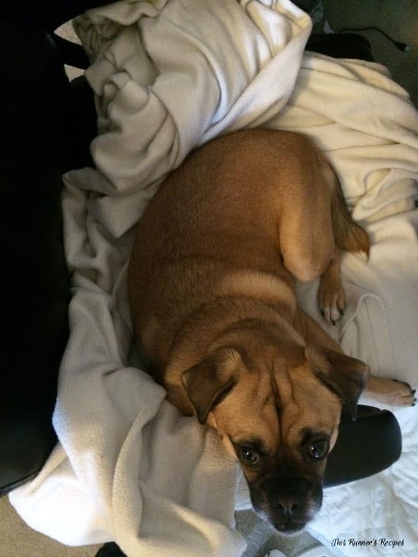 High Five Friday: Charlie the Puggle