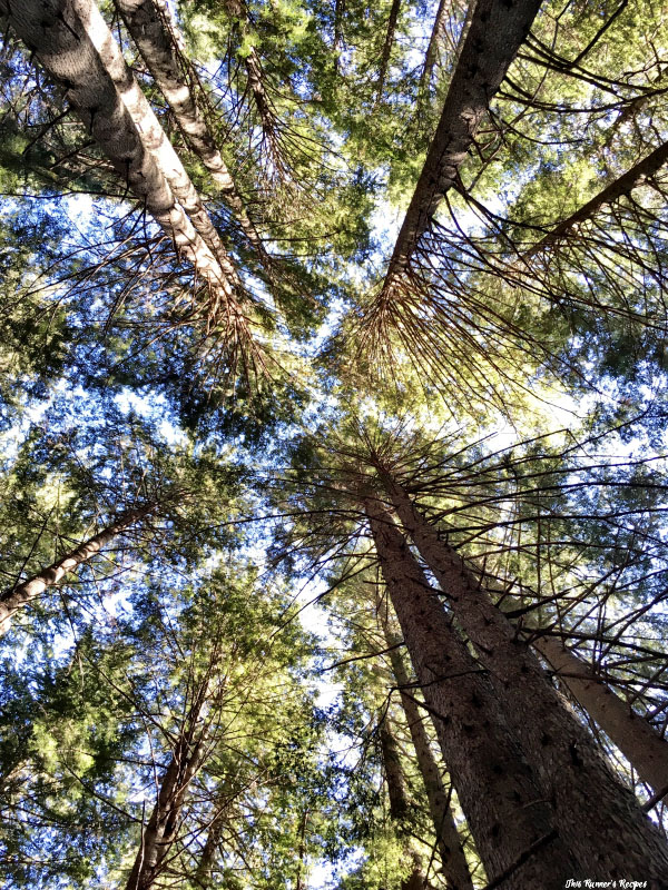 Backpacking, Camping, and Unplugging