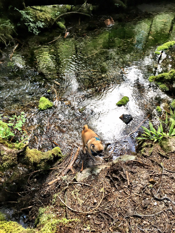 Pacific Northwest Hiking in June 2016
