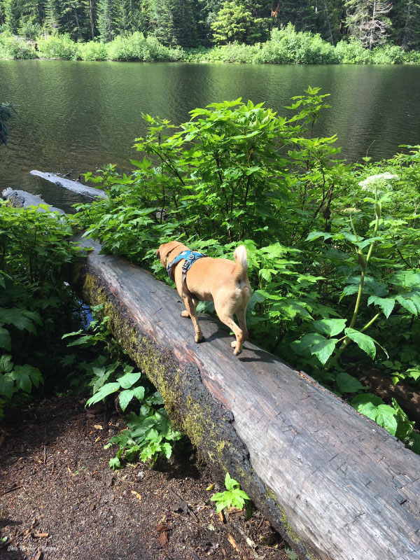 Pacific Northwest Hiking in June 2016
