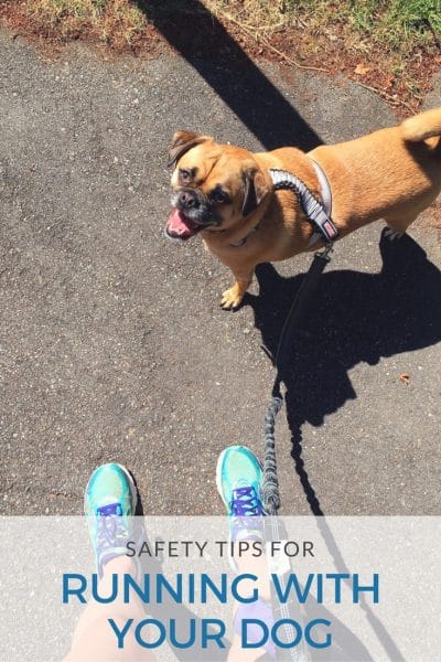 Healthy and Safe Running with Your Dog: Natural Balance Dog Food