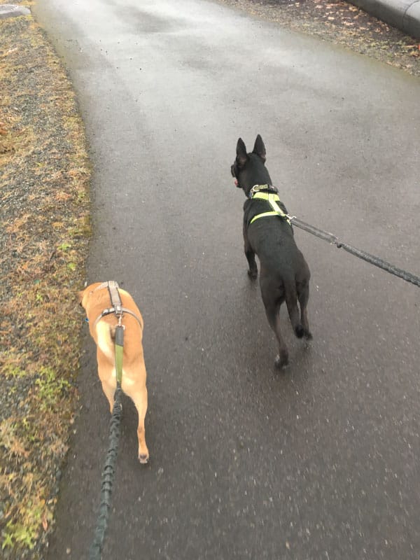 Lake Sammamish Half 2017 Training Week 5
