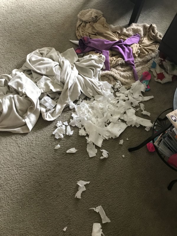 My Dog Ate My Body Glide