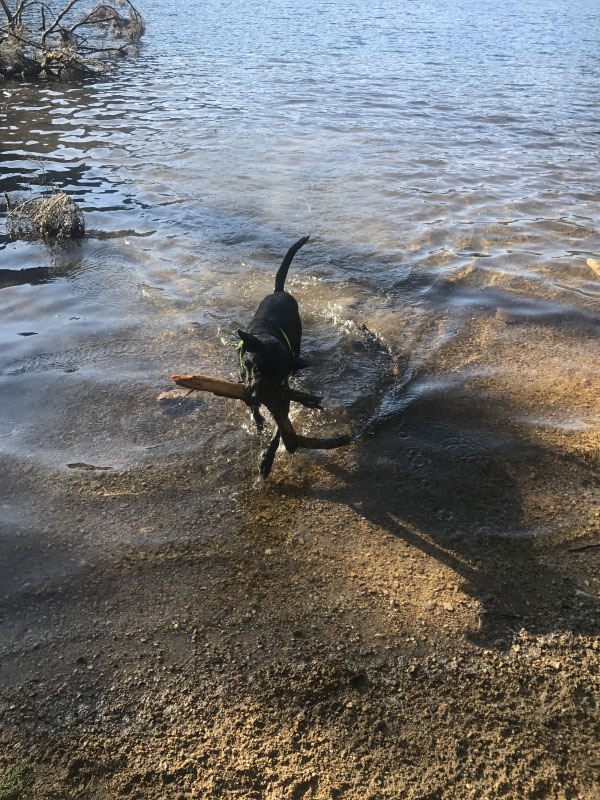 The Making of an Adventure Dog