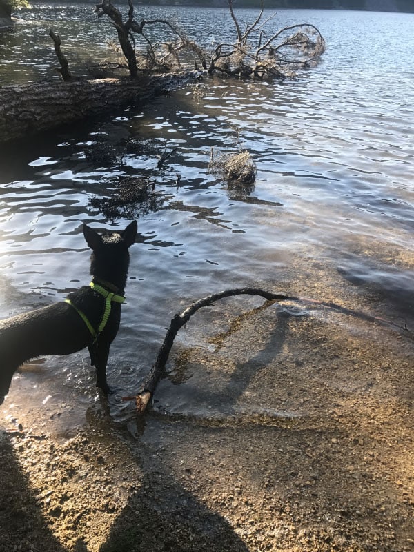 The Making of an Adventure Dog