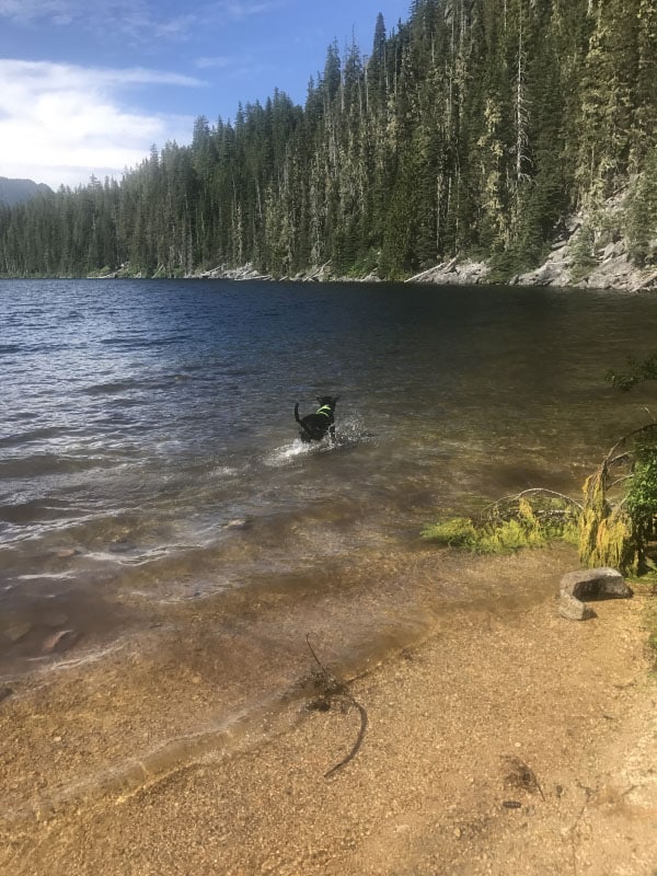 The Making of an Adventure Dog
