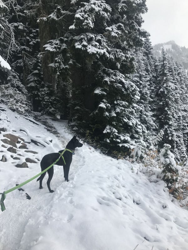 Early Season Snow at Mount Rainier