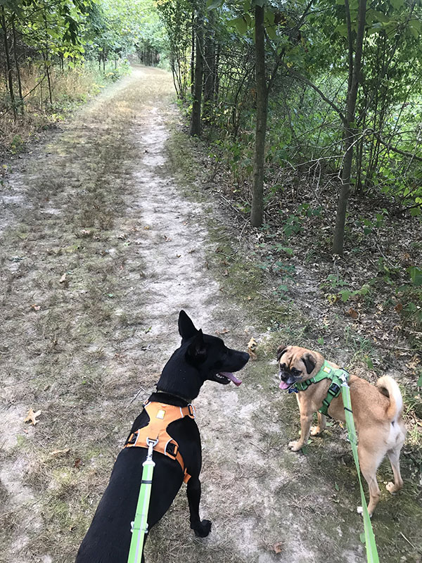 Mile Markers: Run-Walking at 39 Weeks